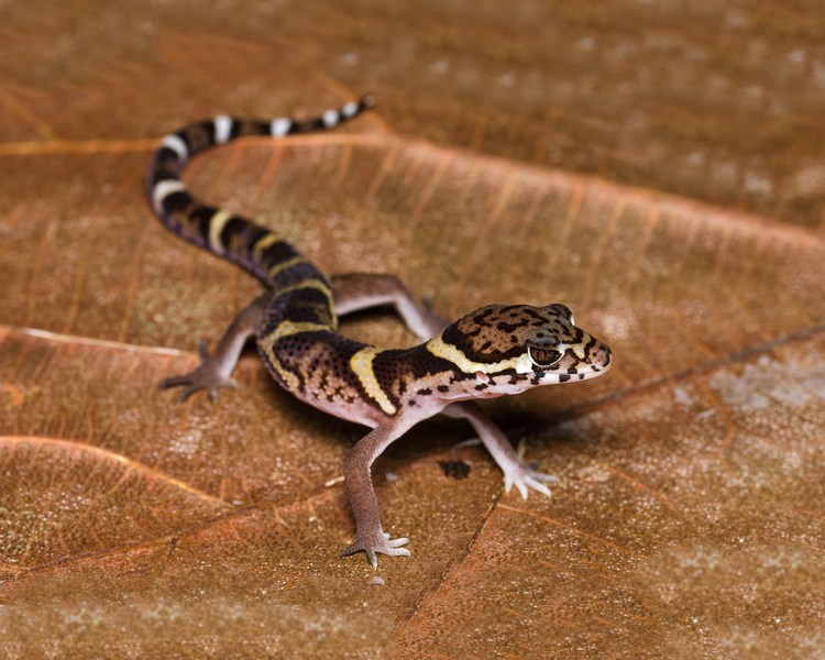 Central American Banded Gecko - Adult - Male